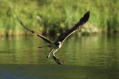 Osprey in flight with fish Aves,Birds,Accipitridae,Hawks, Eagles, Kites, Harriers,Ciconiiformes,Herons Ibises Storks and Vultures,Chordates,Chordata,Ponds and lakes,Carnivorous,North America,Wildlife and Conservation Act,Asia,L
