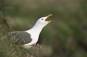 Herring gull calling amongst thrift Caryophyllales,Leadwort Family,Plumbaginaceae,Magnoliophyta,Flowering Plants,Magnoliopsida,Dicots,Asia,Plantae,Terrestrial,North America,Photosynthetic,Europe,Plumbaginales,Armeria,Common,Anthophyta,S