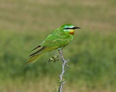 Blue-cheeked bee-eater, side profile Adult,Streams and rivers,persicus,Temporary water,Sub-tropical,Ponds and lakes,Semi-desert,Carnivorous,Desert,Temperate,Mangrove,Least Concern,Savannah,Coastal,Animalia,Wetlands,Flying,Africa,Meropida