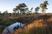 Pond and Scots pines in heathland Tracheophyta,Terrestrial,Pinaceae,Coniferales,Asia,Photosynthetic,Coniferopsida,Common,Europe,Plantae,sylvestris,Temperate,Pinus,IUCN Red List,Least Concern