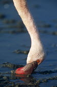 Lesser flamingo feeding