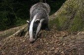 European badger cub foraging in oak woods Carnivores,Carnivora,Mammalia,Mammals,Chordates,Chordata,Weasels, Badgers and Otters,Mustelidae,Europe,meles,Temperate,Animalia,Meles,Coastal,Species of Conservation Concern,Scrub,Wildlife and Conserv