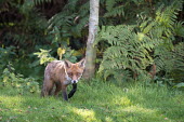 Red fox cub approaching from edge of forest Chordates,Chordata,Mammalia,Mammals,Carnivores,Carnivora,Dog, Coyote, Wolf, Fox,Canidae,Asia,Africa,Common,Riparian,Terrestrial,Animalia,vulpes,Omnivorous,Vulpes,Urban,Europe,Temperate,Mountains,Agric
