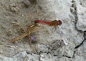 Common scarlet-darters mating Ponds and lakes,Forest,Least Concern,Terrestrial,Animalia,Europe,Australia,Asia,Crocothemis,Streams and rivers,erythraea,Insecta,Flying,Arthropoda,Savannah,Wetlands,Odonata,Carnivorous,Africa,Libellul