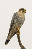 Red-necked falcon Adult,Falconidae,Africa,Asia,Aves,Falconiformes,Savannah,Flying,Animalia,Carnivorous,Appendix II,Least Concern,Chordata,chicquera,Falco,Sub-tropical,IUCN Red List