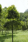 Magnolia kachirachirai tree Magnolia,Magnoliaceae,Asia,Endangered,Magnoliales,Terrestrial,Photosynthetic,IUCN Red List,Magnoliopsida,Tracheophyta,Plantae