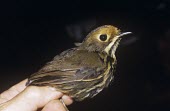 Ochre-fronted antpitta Adult,Flying,Endangered,Carnivorous,Animalia,South America,Tropical,Formicariidae,Terrestrial,Sub-tropical,Aves,Chordata,Passeriformes,ochraceifrons,Grallaricula,IUCN Red List