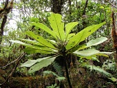 Haleakala cyanea crown Mature form,Cyanea,Vulnerable,Campanulales,Plantae,Photosynthetic,Terrestrial,Magnoliopsida,Campanulaceae,North America,Mountains,IUCN Red List,Tracheophyta