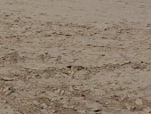 Female pin-tailed sandgrouse incubating eggs on nest Adult,Pterocles,Flying,Least Concern,Asia,IUCN Red List,Semi-desert,Terrestrial,Chordata,Animalia,Columbiformes,Herbivorous,Pteroclididae,Africa,Aves,Europe