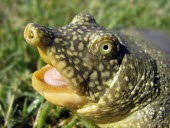 Euphrates softshell turtle, close up Adult,Animalia,Trionychidae,Fresh water,Omnivorous,Chordata,Terrestrial,Streams and rivers,Aquatic,Endangered,IUCN Red List,Reptilia,Asia,Rafetus,Testudines,Ponds and lakes,Europe