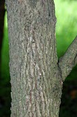 Trunk and bark of Cinnamomum kanahirae Mature form,Lauraceae,Plantae,Cinnamomum,Forest,Photosynthetic,IUCN Red List,Asia,Endangered,Laurales,Magnoliopsida,Terrestrial,Tracheophyta