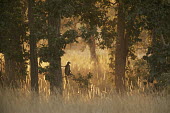 Langur monkey on look-out in sal forest