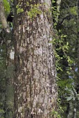 Sassafras randaiense tree truck Mature form,IUCN Red List,Plantae,Sassafras,Tracheophyta,Vulnerable,Photosynthetic,Forest,Terrestrial,Lauraceae,Magnoliopsida,Laurales,Asia