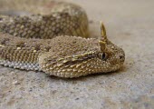 Arabian horned viper, head detail Adult,Animalia,Asia,Cerastes,Reptilia,Least Concern,Desert,Chordata,Viperidae,Carnivorous,Squamata,Terrestrial,IUCN Red List