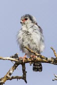 Pygmy falcon perched Least Concern,Carnivorous,Africa,Polihierax,semitorquatus,Aves,Savannah,Flying,Scrub,Falconidae,Animalia,Terrestrial,Falconiformes,Chordata,IUCN Red List
