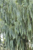 Kashmir cypress leaves Leaves,Mature form,cashmeriana,Terrestrial,Coniferales,Cupressus,Tracheophyta,Photosynthetic,Coniferopsida,Cupressaceae,Plantae,Near Threatened,Asia,IUCN Red List