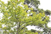 Sassafras randaiense leaves Leaves,Mature form,IUCN Red List,Plantae,Sassafras,Tracheophyta,Vulnerable,Photosynthetic,Forest,Terrestrial,Lauraceae,Magnoliopsida,Laurales,Asia