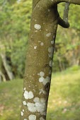 Cinnamomum osmophloeum bark Mature form,Broadleaved,Temperate,Cinnamomum,IUCN Red List,Vulnerable,Tracheophyta,Lauraceae,Plantae,Forest,Sub-tropical,Laurales,Photosynthetic,Asia,Terrestrial,Magnoliopsida