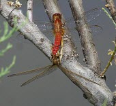 Common scarlet-darter mating Ponds and lakes,Forest,Least Concern,Terrestrial,Animalia,Europe,Australia,Asia,Crocothemis,Streams and rivers,erythraea,Insecta,Flying,Arthropoda,Savannah,Wetlands,Odonata,Carnivorous,Africa,Libellul