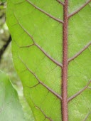 Close-up of lanai hesperomannia leaf Mature form,Leaves,Hesperomannia,Magnoliopsida,Plantae,Photosynthetic,Terrestrial,arborescens,Asterales,Sub-tropical,Compositae,Critically Endangered,Tracheophyta,Pacific,IUCN Red List
