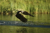 Osprey fishing Aves,Birds,Accipitridae,Hawks, Eagles, Kites, Harriers,Ciconiiformes,Herons Ibises Storks and Vultures,Chordates,Chordata,Ponds and lakes,Carnivorous,North America,Wildlife and Conservation Act,Asia,L