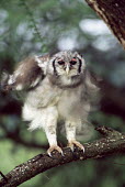 Verreaux's eagle owl spin drying (Bubo lacteus), Tsavo West National Park, Kenya Verreaux's eagle-owl,Bubo lacteus,Owls,Strigiformes,True Owls,Strigidae,Aves,Birds,Chordates,Chordata,milky eagle owl,giant eagle owl,Giant eagle-owl,Verreauxs eagle owl,Grand-duc de Verreaux,Forest