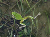 Lemon-yellow tree frog swimming Locomotion,Ponds and Lakes,Habitat,Adult,In water,Freshwater,On top of water,Rock,Chordata,Amphibia,Arboreal,Asia,Hylidae,Animalia,Ponds and lakes,Anura,Streams and rivers,Temperate,Aquatic,Temporary