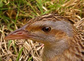 Corncrake, close up Adult,Rallidae,Coots, Rails, Waterhens,Gruiformes,Rails and Cranes,Chordates,Chordata,Aves,Birds,Wildlife and Conservation Act,Africa,Omnivorous,Flying,Agricultural,crex,Europe,Animalia,Crex,Vulnerabl