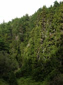 Monterey cypresses, introduced to Hawaii Mature form,Coniferopsida,Tracheophyta,Vulnerable,Coniferales,Cupressaceae,Shore,Photosynthetic,Terrestrial,macrocarpa,Rock,Cupressus,North America,Plantae,IUCN Red List