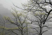 Sassafras randaiense tree in mist Mature form,Species in habitat shot,Habitat,Mountains,IUCN Red List,Plantae,Sassafras,Tracheophyta,Vulnerable,Photosynthetic,Forest,Terrestrial,Lauraceae,Magnoliopsida,Laurales,Asia