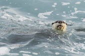 Cape Clawless Otter feeding in the surf zone Feeding,Feeding behaviour,Mammalia,Mammals,Weasels, Badgers and Otters,Mustelidae,Carnivores,Carnivora,Chordates,Chordata,Coastal,Animalia,Carnivorous,Terrestrial,Streams and rivers,Aonyx,Africa,Aquat