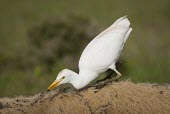 Cattle egret eating flies from eland carcass Inter-specific Relationships,Feeding behaviour,Feeding,Adult,Habitat,Species in habitat shot,Other inter-specific relationships,Ciconiiformes,Herons Ibises Storks and Vultures,Aves,Birds,Chordates,Cho
