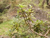 Oha wai with ripening  fruits Fruits or berries,Mature form,Campanulaceae,Terrestrial,Rainforest,Mountains,Pacific,Endangered,Clermontia,Plantae,Magnoliopsida,Campanulales,Tracheophyta,lindseyana,Photosynthetic,IUCN Red List