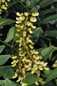 Maackia taiwanensis flowers Flower,Magnoliopsida,Terrestrial,Maackia,Tracheophyta,Forest,Endangered,Asia,Fabales,Leguminosae,IUCN Red List,Plantae,Photosynthetic