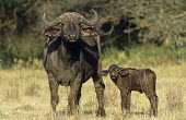 Cape bull buffalo mother with calf