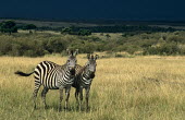 Common zebra (Equus quagga) under storm cloud, Masai Mara National Reserve, Kenya Least Concern,quagga,Streams and rivers,Mammalia,Perissodactyla,Ponds and lakes,Equidae,Equus,Africa,Terrestrial,Savannah,Herbivorous,Temporary water,Chordata,Animalia,IUCN Red List
