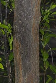 Trunk of sandalwood showing bark detail Mature form,Magnoliopsida,Plantae,Vulnerable,Forest,Tracheophyta,Santalum,Asia,Santalales,Santalaceae,Parasitic/parasitoid,Australia,album,Photosynthetic,IUCN Red List
