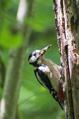 Great spotted woodpecker bringing insect food to young in nest hole Chordates,Chordata,Picidae,Woodpeckers,Piciformes,Woodpeckers and Flicker,Aves,Birds,Urban,Flying,Omnivorous,Dendrocopos,Common,Temperate,Arboreal,Europe,Animalia,major,IUCN Red List,Least Concern