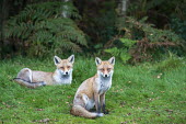 Red foxes at edge of forest Chordates,Chordata,Mammalia,Mammals,Carnivores,Carnivora,Dog, Coyote, Wolf, Fox,Canidae,Asia,Africa,Common,Riparian,Terrestrial,Animalia,vulpes,Omnivorous,Vulpes,Urban,Europe,Temperate,Mountains,Agric