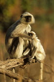 Langur monkey mother with young