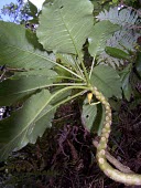 Cyanea dunbariae showing curving branches Mature form,Forest,Campanulalea,Campanulaceae,Tropical,Photosynthetic,Critically Endangered,Terrestrial,Magnoliopsida,Cyanea,Rainforest,Plantae,Tracheophyta,IUCN Red List,North America