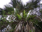 Mature Pritchardia lanaiensis with ferns growing in crown Mature form,Endangered,Pritchardia,North America,Photosynthetic,Palmae,Terrestrial,Tracheophyta,IUCN Red List,Plantae,Arecales,Forest,Liliopsida