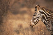 Grevy's zebra profile Perissodactyla,Odd-toed Ungulates,Chordates,Chordata,Mammalia,Mammals,Equidae,Horses, Donkeys, Zebras,Appendix I,grevyi,Savannah,Terrestrial,Animalia,Equus,Semi-desert,Herbivorous,Africa,Endangered,IU