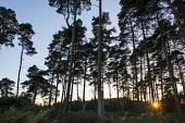 Sunset through stand of Scots pines and bracken Pteridophyta,Ferns, Whisk Ferns,Dennstaedtiaceae,Polypodiales,Ferns,Filicopsida,Plantae,North America,Africa,South America,Photosynthetic,Forest,Magnoliopsida,Pteridium,Agricultural,Australia,Asia,Gra