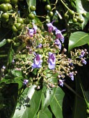 Molave flowers with insect pollinator Inter-specific Relationships,As a food source,Fruits or berries,Flower,Vulnerable,Verbenaceae,Magnoliopsida,Vitex,Plantae,IUCN Red List,Tracheophyta,Terrestrial,Photosynthetic,Lamiales,Forest,Asia
