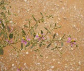 Fagonia indica branch with flowers Species in habitat shot,Mature form,Habitat,Flower,Leaves,Not Evaluated,Fagonia,Asia,Photosynthetic,Terrestrial,Indian,Tracheophyta,Equisetopsida,Zygophyllaceae,Zygophyllales,Desert,Plantae