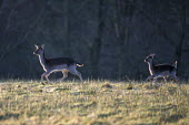 Fallow deer mother and young on the move Even-toed Ungulates,Artiodactyla,Cervidae,Deer,Chordates,Chordata,Mammalia,Mammals,Temperate,Cetartiodactyla,Europe,Terrestrial,Animalia,Dama,dama,Common,Herbivorous,Wetlands,IUCN Red List,Least Conce