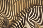 Grevy's zebra stripe patterns Perissodactyla,Odd-toed Ungulates,Chordates,Chordata,Mammalia,Mammals,Equidae,Horses, Donkeys, Zebras,Appendix I,grevyi,Savannah,Terrestrial,Animalia,Equus,Semi-desert,Herbivorous,Africa,Endangered,IU