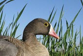 Lesser white-fronted goose close up Adult,Ducks, Geese, Swans,Anatidae,Chordates,Chordata,Aves,Birds,Waterfowl,Anseriformes,Tundra,Europe,Asia,Temperate,Forest,Flying,Animalia,Vulnerable,Ponds and lakes,erythropus,Anser,Herbivorous,Terr