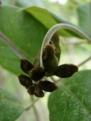 Jack bean flowers forming Flower,Mature form,Canavalia,Tracheophyta,Leguminosae,Terrestrial,pubescens,Magnoliopsida,North America,Forest,Fabales,Critically Endangered,Photosynthetic,Plantae,IUCN Red List